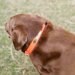 Personalized Durahide Blaze Orange Water Dog Collar