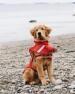 Charles River Dog Rain Jacket
