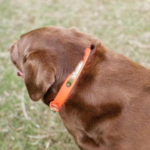 Personalized DuraHide Blaze Orange Water Dog Collar  Animals & Pet Supplies > Pet Supplies > Dog Supplies > Dog Collars & Harnesses