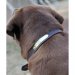 Personalized Leather Finest In The Field Collar