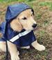 Dog Rain Jacket