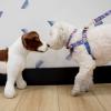 boulevard+dog+harness+in+preppy+prints