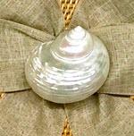 White Shell