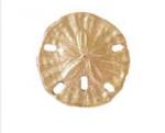 Sand Dollar