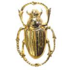 Beetle