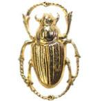 Beetle