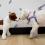 boulevard+dog+harness+in+preppy+prints