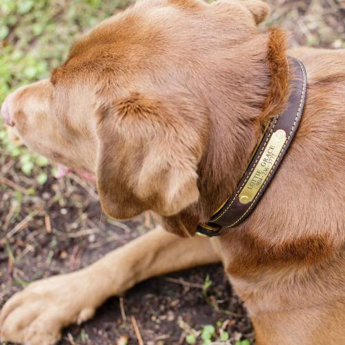 Personalized Dog Collar Leather Sunday Driver Deerskin Lined   Animals & Pet Supplies > Pet Supplies > Dog Supplies > Dog Collars & Harnesses