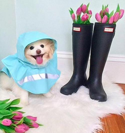 Dog Rain Jackets by Charles River  Animals & Pet Supplies > Pet Supplies > Dog Supplies > Dog Apparel